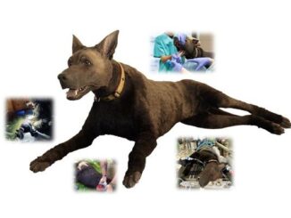 K9 Diesel Canine Medical Trainer