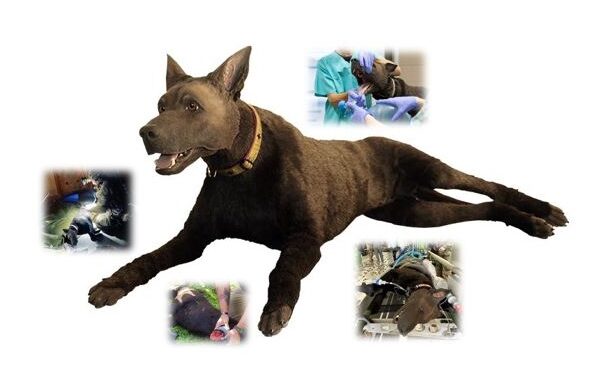 K9 Diesel Canine Medical Trainer