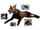 K9 Diesel Canine Medical Trainer