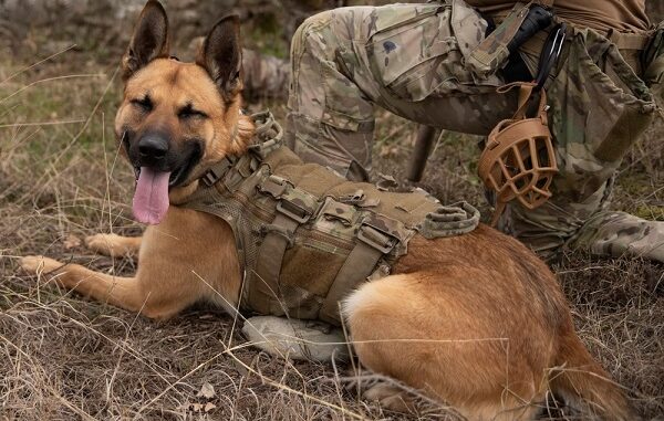 MWD 10th SFG(A)